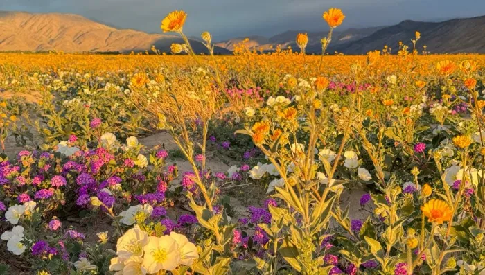 A vibrant desert landscape in bloom features clusters of yellow, purple, and white wildflowers stretching across sandy ground. Sunlight casts a warm glow, and distant mountains rise under a partly cloudy blue sky in the background.