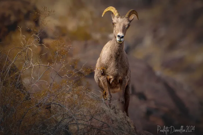 A bighorn sheep stands alert on rocky terrain, looking toward the camera. Its tan fur and curved horns contrast with the blurred, brown desert background. Sparse dry shrubs are visible in the foreground, creating a natural frame around the sheep.