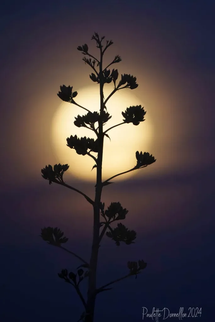 A tall, leafy plant is silhouetted against a glowing, full yellow moon in a dark, twilight sky. The plant’s detailed branches and leaves stand out sharply, while faint purple and blue hues surround the bright moon. "Paulette Donnellon 2024" is visible at the bottom.