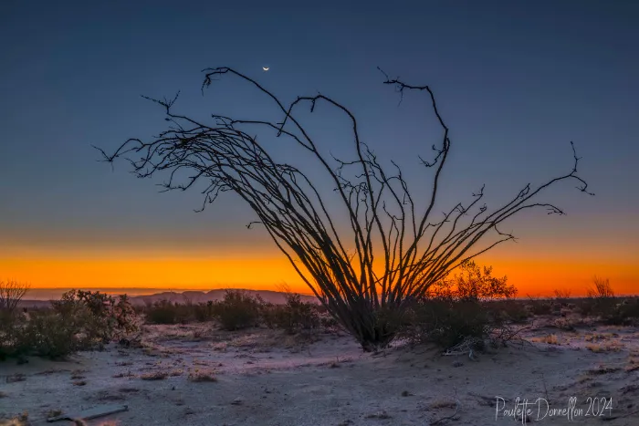 A leafless ocotillo plant stands silhouetted against a desert sunset, with an orange horizon fading into deep blue sky. A crescent moon is visible above, and sparse shrubs dot the sandy ground. The image is signed "Paulette Donelon 2024" in the corner.